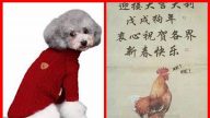雞學狗叫 馬國政府給華人拜年鬧出大笑話