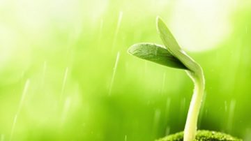 雨水时节乍暖还寒 草木萌动鸿雁归来