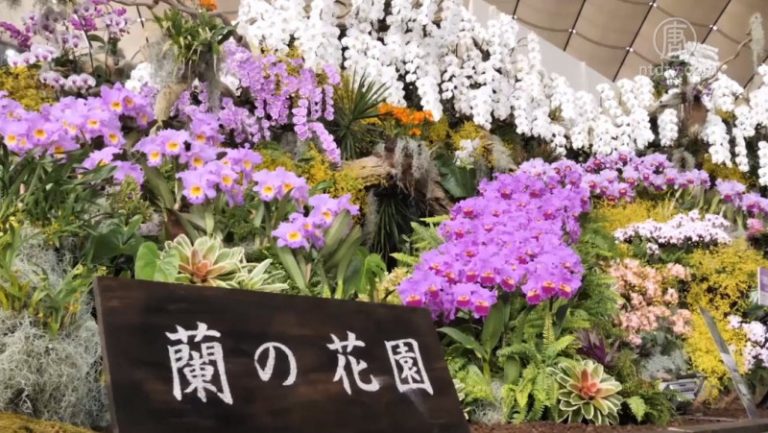 2018世界蘭展 東京巨蛋變身熱帶花海