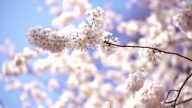 华府再现暖冬  樱花盛开季3月17日开始