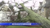 紐約風暴過後全城倒樹  六成民眾憂樹木安全