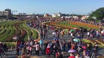 桃園海芋季浪漫登場 彩色海芋繽紛綻放