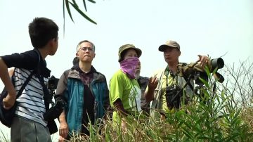 春分时节 台湾彰化八卦山赏鵟鹰