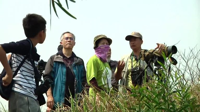 春分時節 台灣彰化八卦山賞鵟鷹