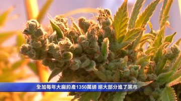 加州大麻业陷危机 税高法多滋生黑市