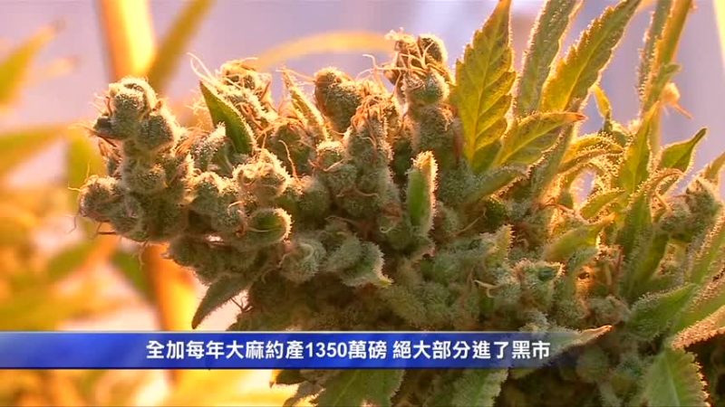 加州大麻业陷危机 税高法多滋生黑市