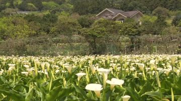 竹子湖風情花綻放  白色海芋浪漫飄香