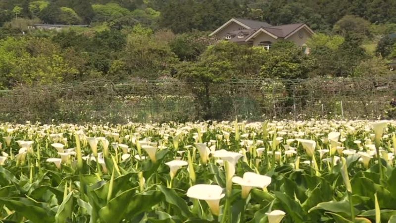 竹子湖風情花綻放  白色海芋浪漫飄香