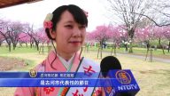 日本古河桃花源 1500株桃花嬌羞綻放
