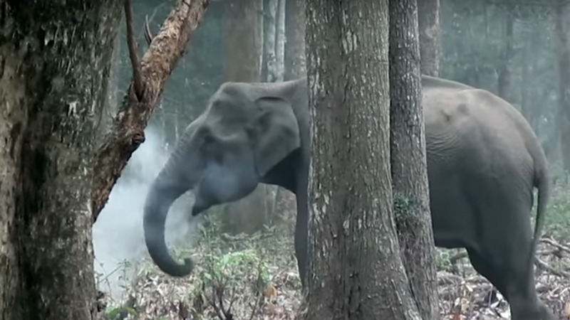 印度大象口吐白煙 科學家看傻了眼（視頻）