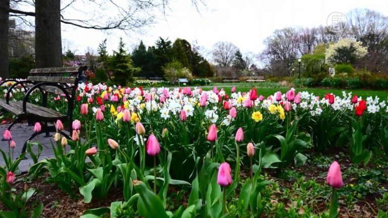春回大地 紐約皇后區植物園建「台灣花園」