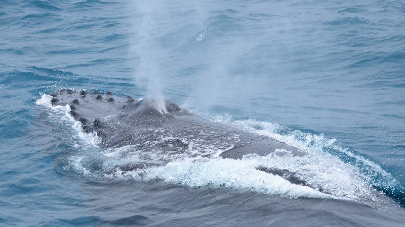 驚喜！花蓮外海發現一對母子座頭鯨