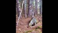 地球在“呼吸”？ 加拿大男拍到森林地面诡异起伏（视频）