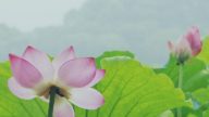 “王”的涵义是什么