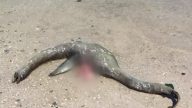 尼斯湖水怪客死他乡？美乔州海滩惊现诡异生物遗体