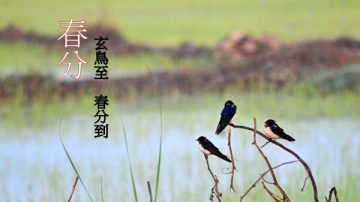 雨霁风光春分天 百花千卉争明艳