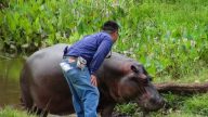 河马流浪墨西哥 惊险旅程意外成网红