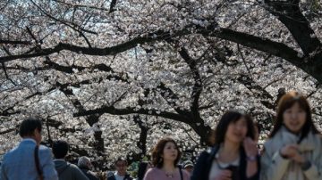 外來天牛肆虐 日本櫻花樹「患黑死病」沒藥醫