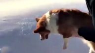 有夠狠！主人要把哥基犬從天空拋落？