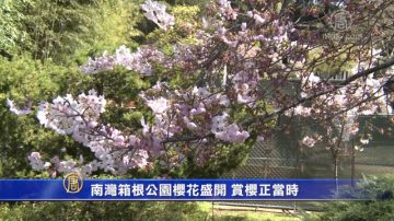 南湾箱根公园樱花盛开 赏樱正当时