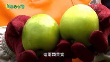 美丽心台湾：有机之路携手前行 满园蜜枣喜相迎