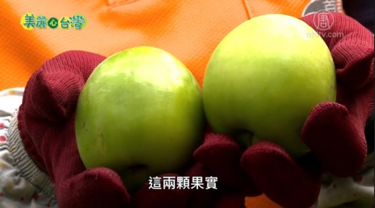 美麗心台灣：有機之路攜手前行 滿園蜜棗喜相迎