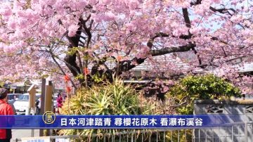 日本河津踏青 寻樱花原木 看瀑布溪谷