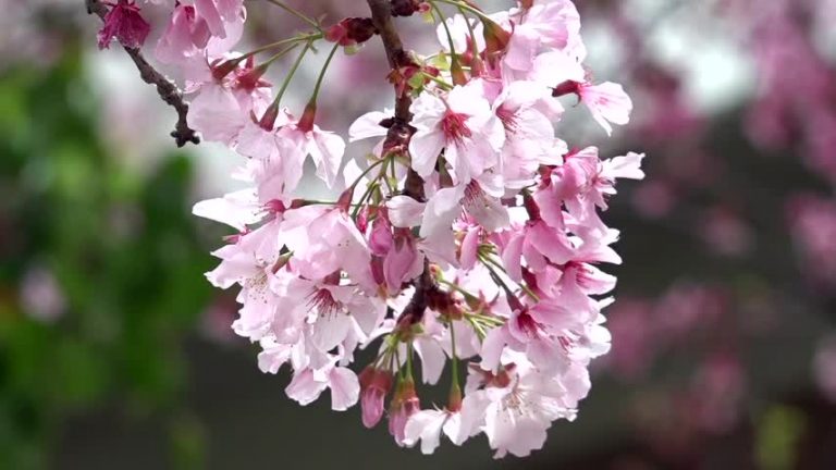 南加春季賞櫻 近身體驗日本文化