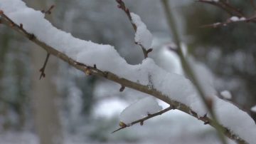 冬季不肯离去 纽约将再迎第二场4月雪