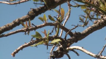 勤清洗鼻腔 正確預防春季花粉過敏