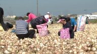 供過於求 台灣彰化洋蔥民眾免費撿