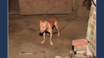 打擊鬥狗黑產業 紐約長島3嫌犯獲罪