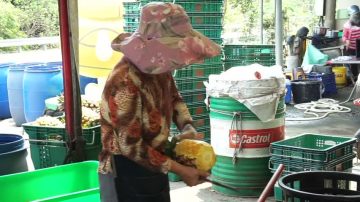 受暖冬影響 「金鑽」鳳梨早半個月上市