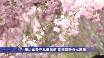 纽约布鲁克林樱花节 赏樱体验日本风情