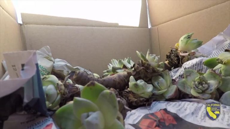 北加州多肉植物遭殃 亞洲人狂挖賣高價
