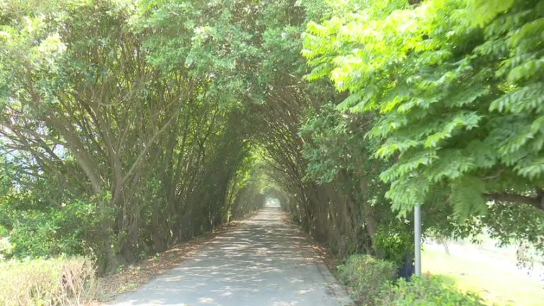 屏東秘境「龍貓隧道」自行車道成熱門景點