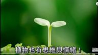 科學實驗證明： 植物具有「遙感超能力」？（視頻）