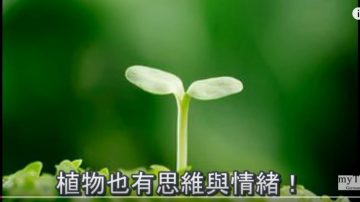 科学实验证明： 植物具有“遥感超能力”？（视频）