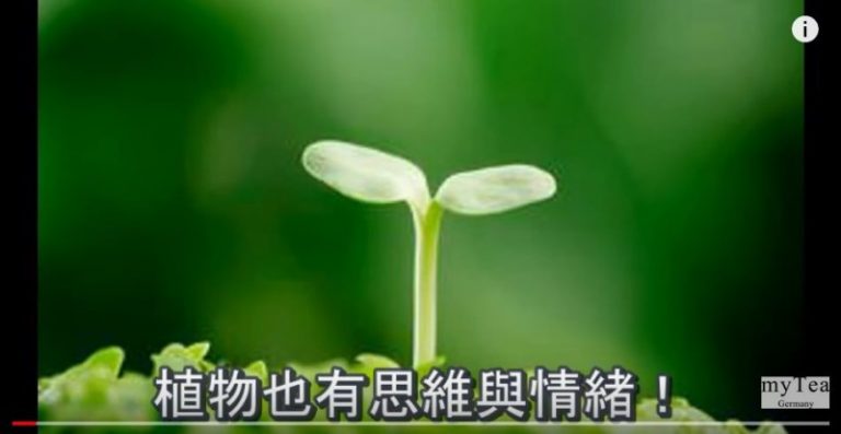 科學實驗證明： 植物具有「遙感超能力」？（視頻）