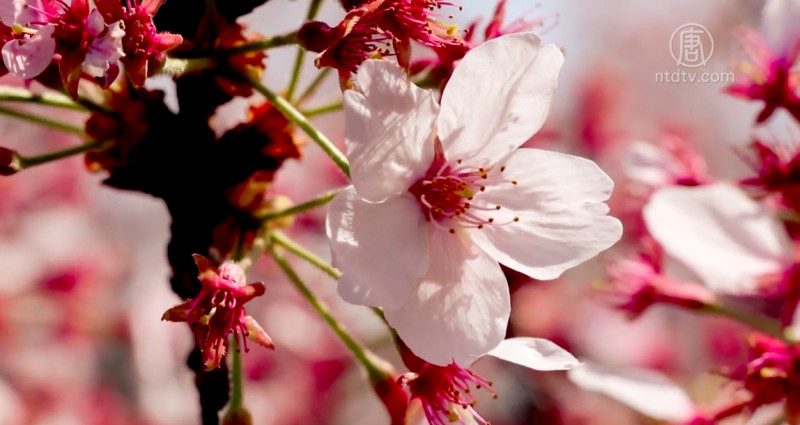 日本樱花满开 千鸟之渊吸引情侣游客