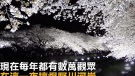 “梦幻夜樱”每年仅开放3小时 数万人挤爆野川河岸 （视频）