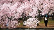 美國首都櫻花盛開 民眾喜迎春天