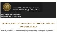 窃美转基因水稻种子 中国科学家被判121个月