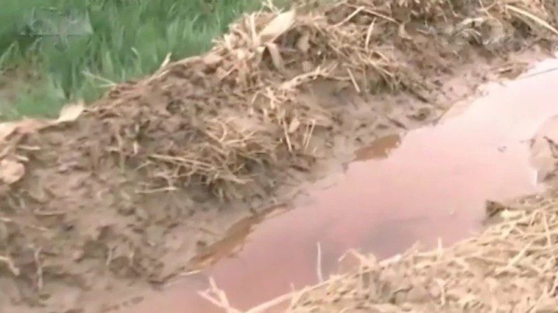河北「紅水澆地」視頻曝光 村民：糧食不敢吃賣了