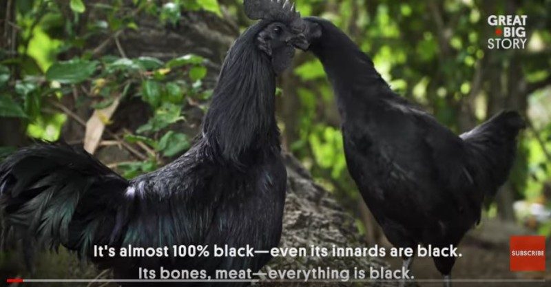 印尼怪鸡全身黑 从表皮黑到骨头里（视频）
