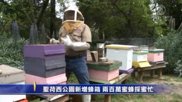 圣荷西公园新增蜂箱 两百万蜜蜂采蜜忙