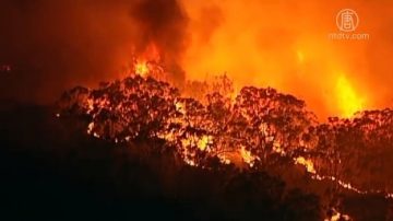 悉尼郊区爆发丛林大火 五百消防员奋战