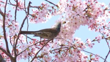 日本常盤平櫻花節 居民區的春日盛事