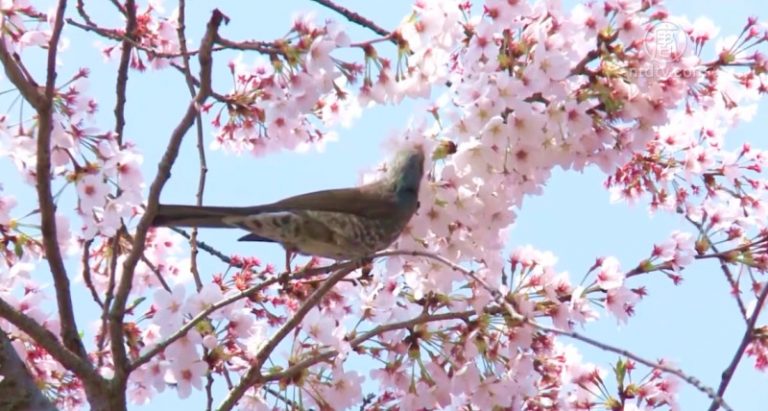 日本常盤平櫻花節 居民區的春日盛事