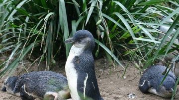 氣候異常「小藍企鵝」大量陳屍新西蘭海邊